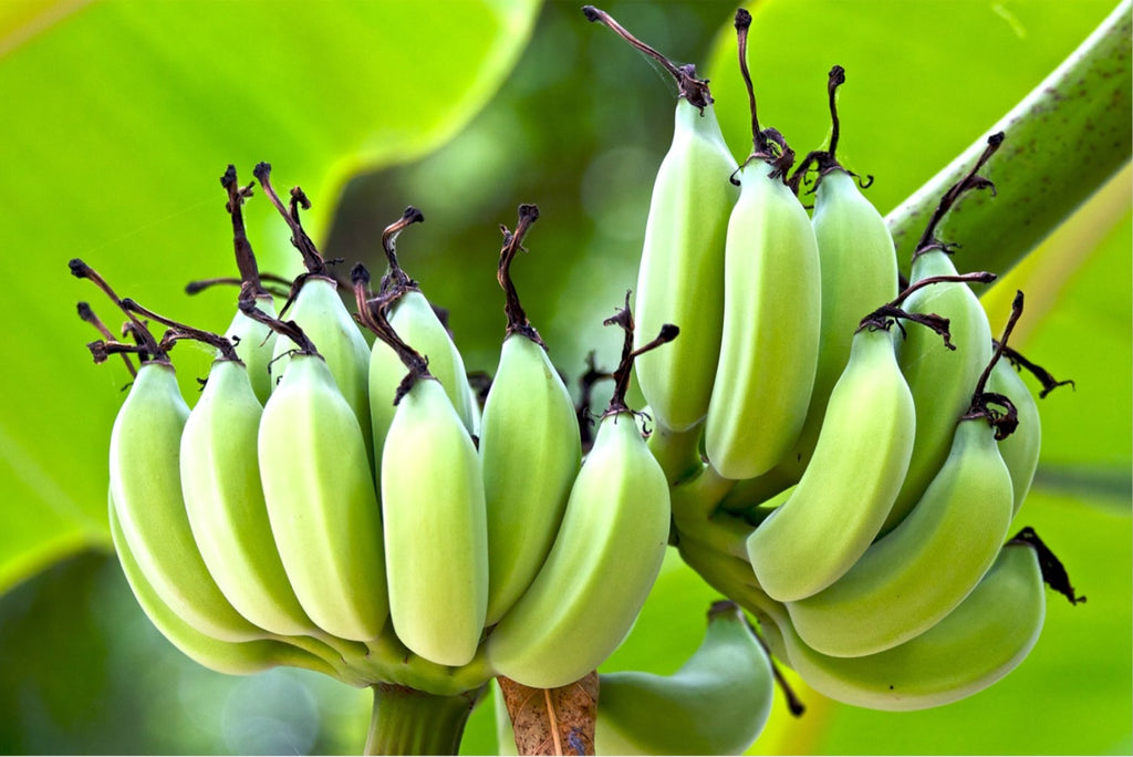 バナナは一本の木から一度しか収穫できない